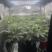 Blueberry Honey