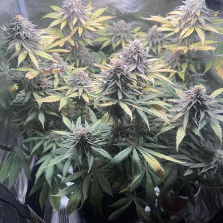 Blueberry Honey