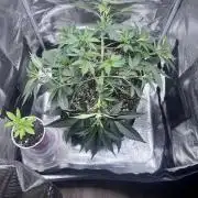 Blueberry Honey