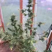 Gorilla Z/Gorilla Cookies Greenhouse