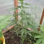 Gorilla Z/Gorilla Cookies Greenhouse