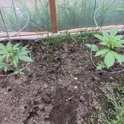 Gorilla Z/Gorilla Cookies Greenhouse