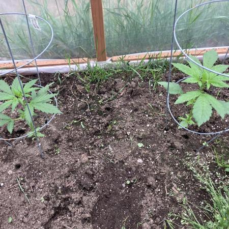 Gorilla Z/Gorilla Cookies Greenhouse