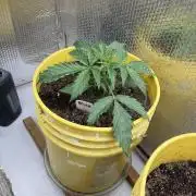 Trying Blueberry Again