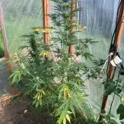 Gorilla Z/Gorilla Cookies Greenhouse