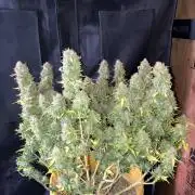 Gorilla Cookies Auto Fast Buds