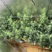 Gorilla Cookies Auto Fast Buds