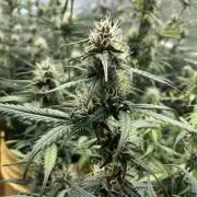 Gorilla Cookies Auto Fast Buds