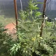 Gorilla Z/Gorilla Cookies Greenhouse