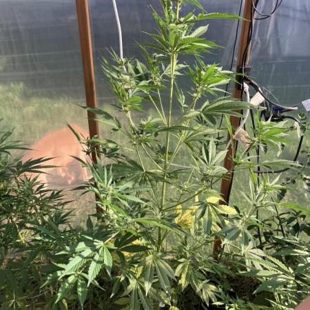 Gorilla Z/Gorilla Cookies Greenhouse