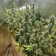 Gorilla Cookies Auto Fast Buds