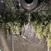 Blueberry Auto Fast Buds