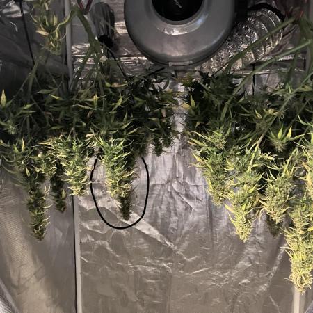 Blueberry Auto Fast Buds