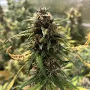 Gorilla Cookies Auto Fast Buds