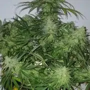 CBD Warlock