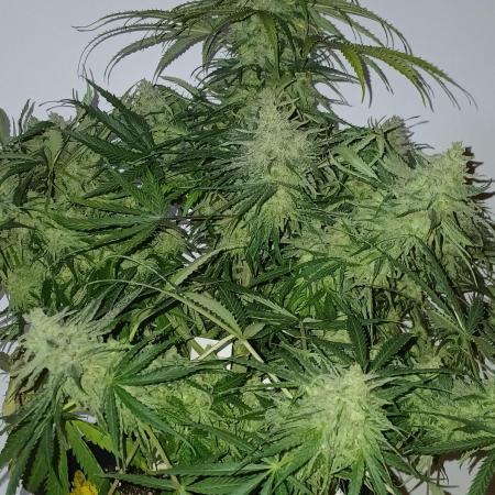 CBD Warlock