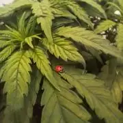 El Nebuloso Grows...