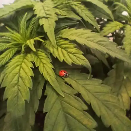 El Nebuloso Grows...