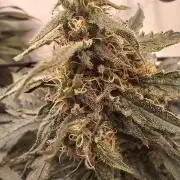 CBD Warlock