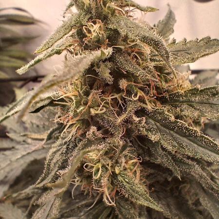 CBD Warlock