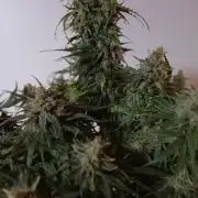 CBD Warlock