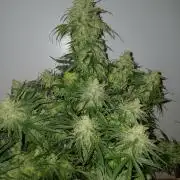 CBD Warlock