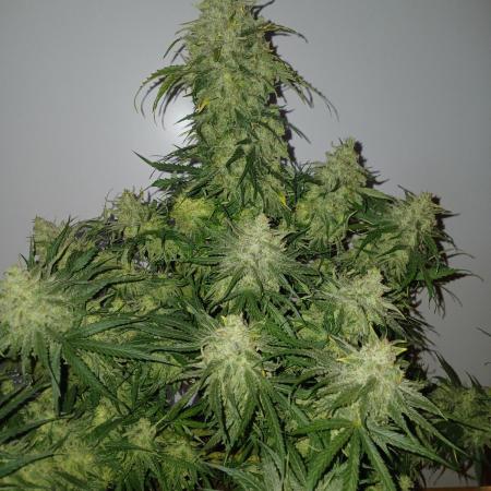 CBD Warlock