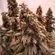 El Nebuloso Grows...