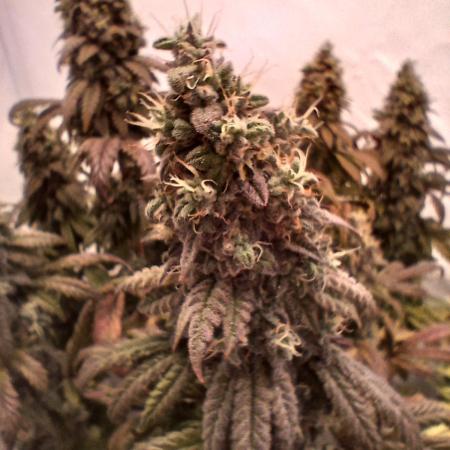 El Nebuloso Grows...