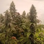 El Nebuloso Grows...