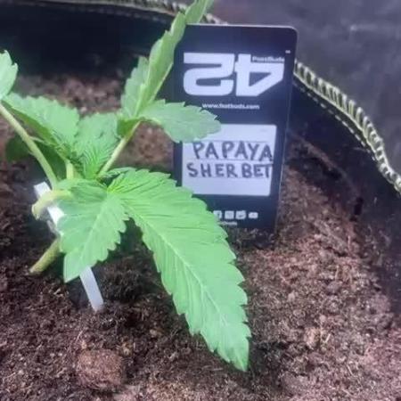 Canna-Community.Germany