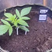 Canna-Community.Germany