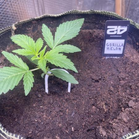 Canna-Community.Germany