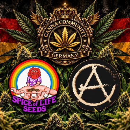 CCG x Sensi Seeds