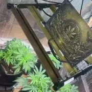 Canna-Community.Germany