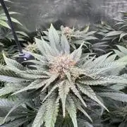 Fruity Durban (Serious Seeds)