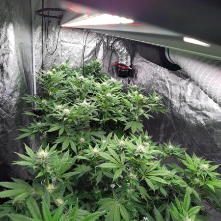 Self Made Dünger/ Mineralisch