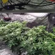 Self Made Dünger/ Mineralisch