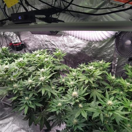 Self Made Dünger/ Mineralisch