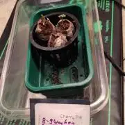 Self Made Dünger/ Mineralisch