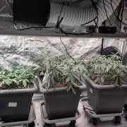 Self Made Dünger/ Mineralisch