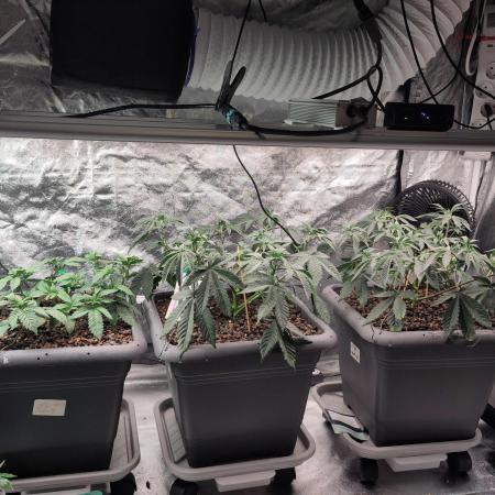 Self Made Dünger/ Mineralisch