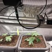 Self Made Dünger/ Mineralisch