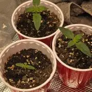 Grow #1 NYC yrrrrp