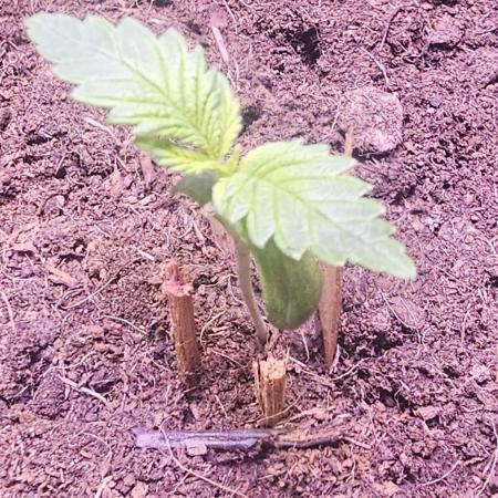 Anubis Unknow Strain lot