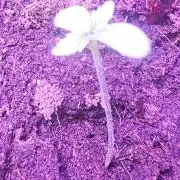 Anubis Unknow Strain lot