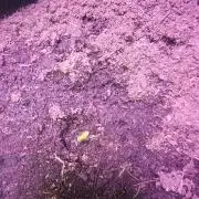 Anubis Unknow Strain lot