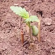 Anubis Unknow Strain lot