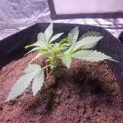 Anubis Unknow Strain lot