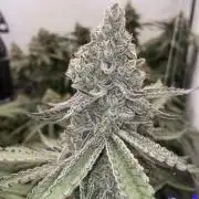 John truffolta run